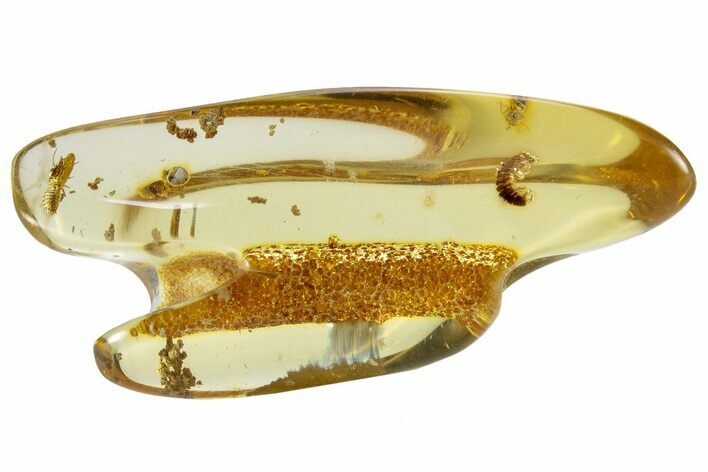 Polished Colombian Copal ( g) with Two Millipedes #265212